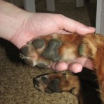 Berufschance: Hundetrainer – Aber Vorsicht! Hundetrainerausbildungen sollten genau unter die Lupe genommen werden!